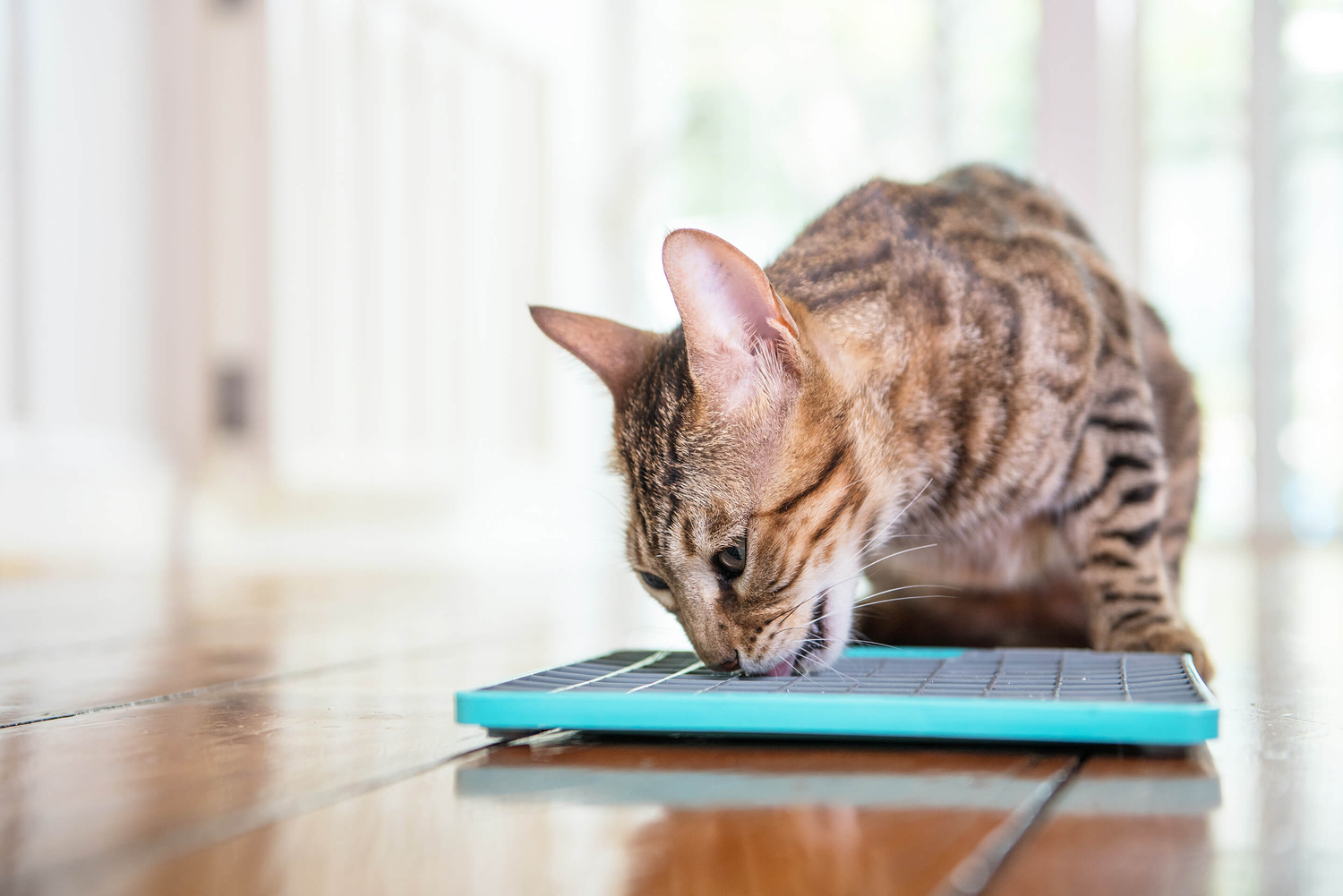 Anxiety and Calming for Cats