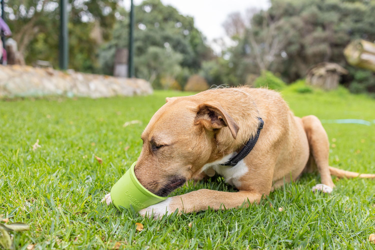 Entertainment & Distraction for Dogs