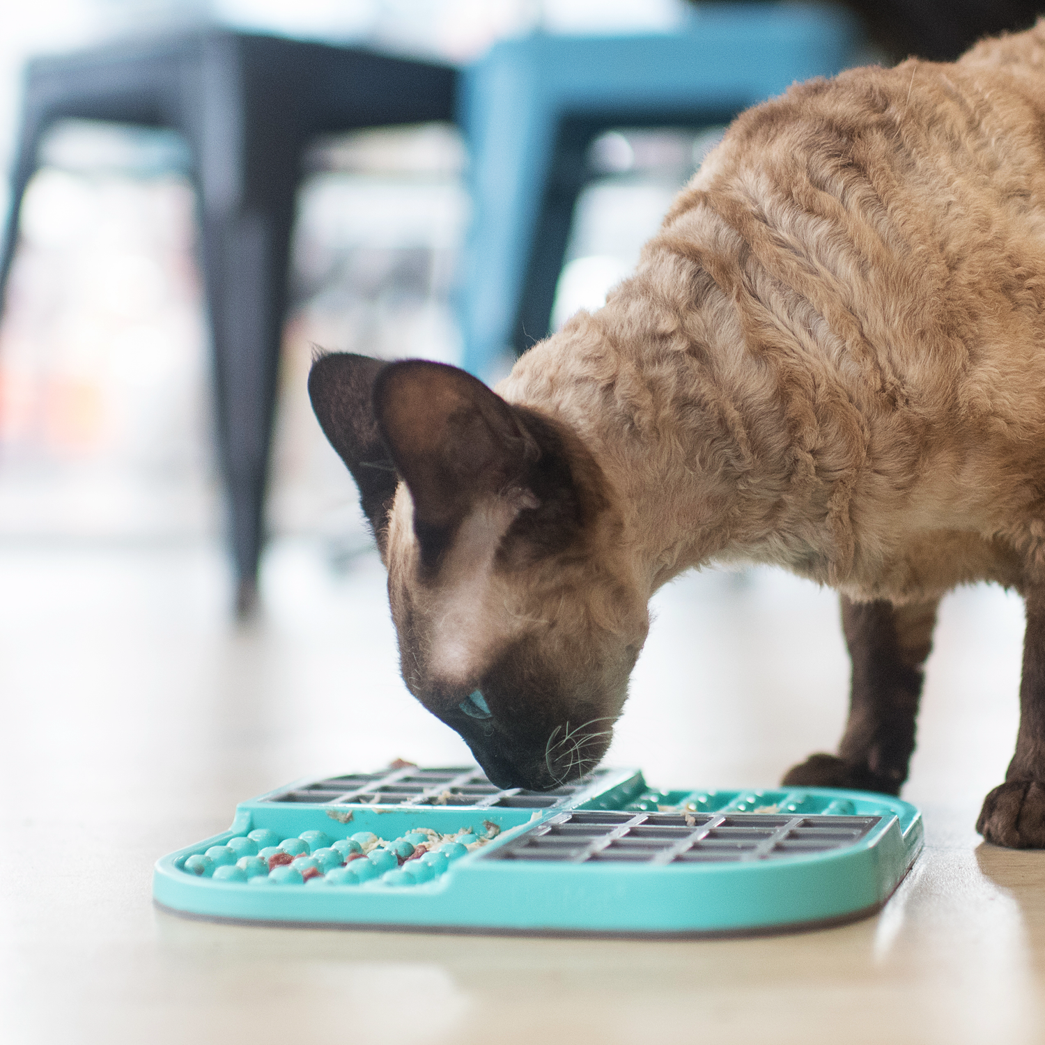 Slow Feeding for Cats