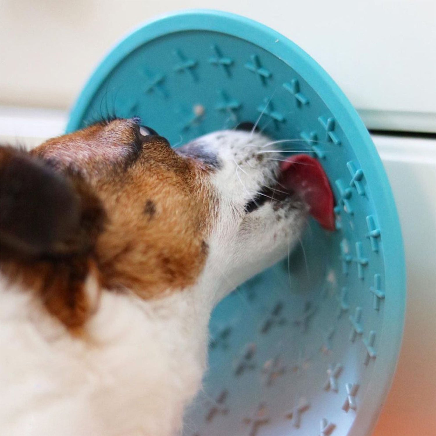 Grooming Dog Licking Splash