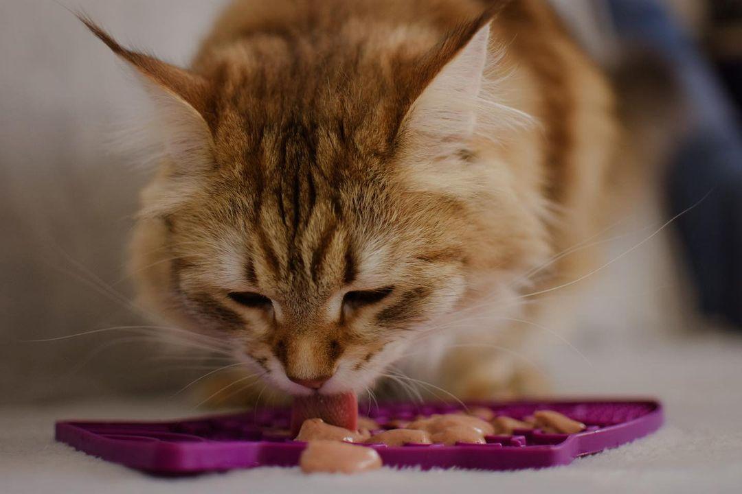 Can a Cat use a LickiMat?