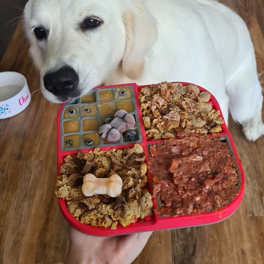 Golden Retriever and Labrador Puppy balanced meal with LickiMat® Slomo™