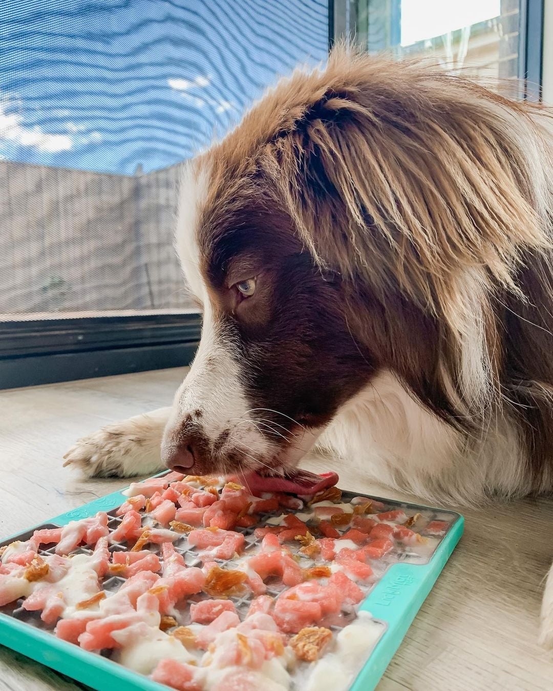 Best Raw Food Feeder for your Border Collie