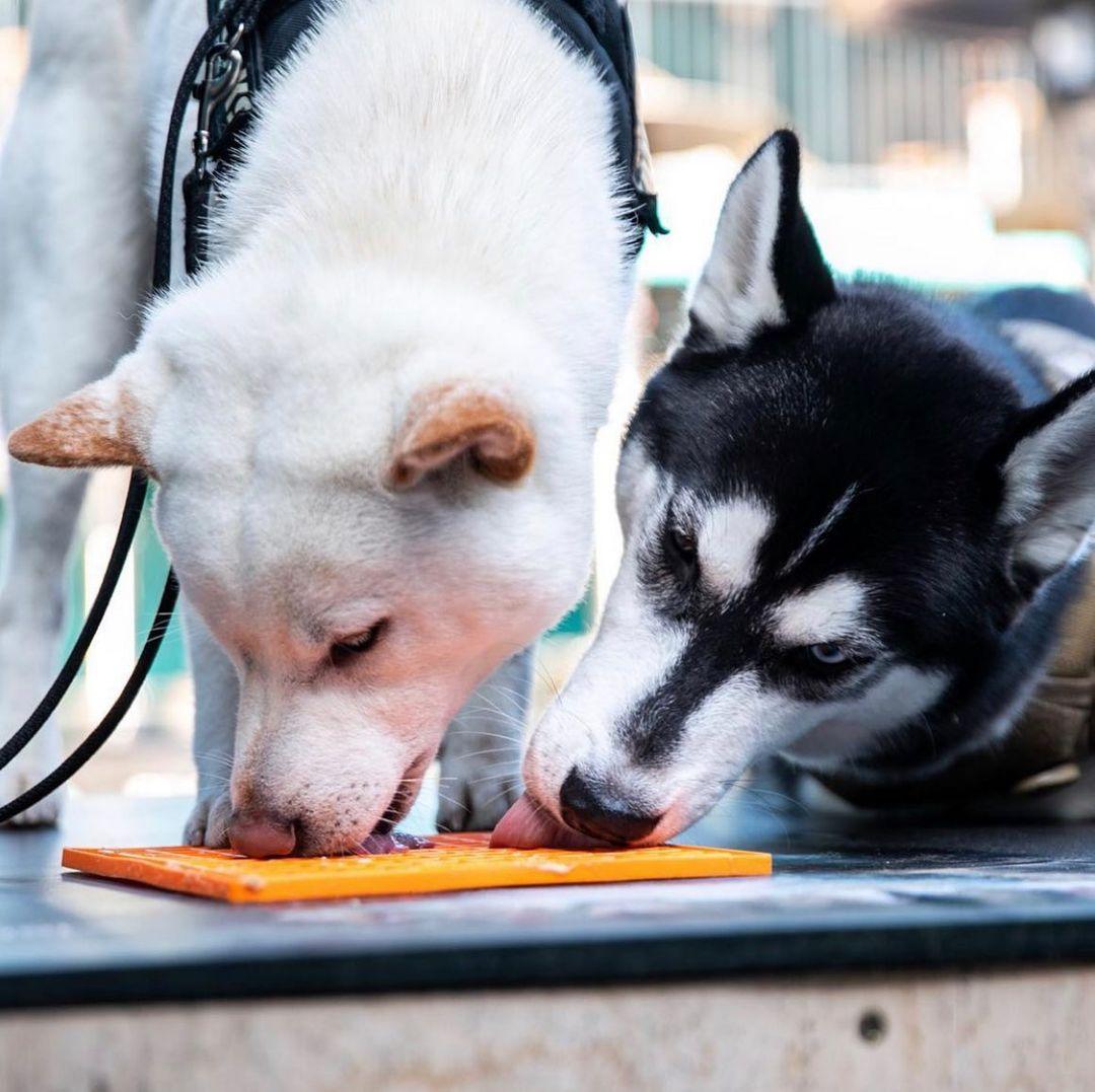 Keep your Husky Cool this Summer with a LickiMat