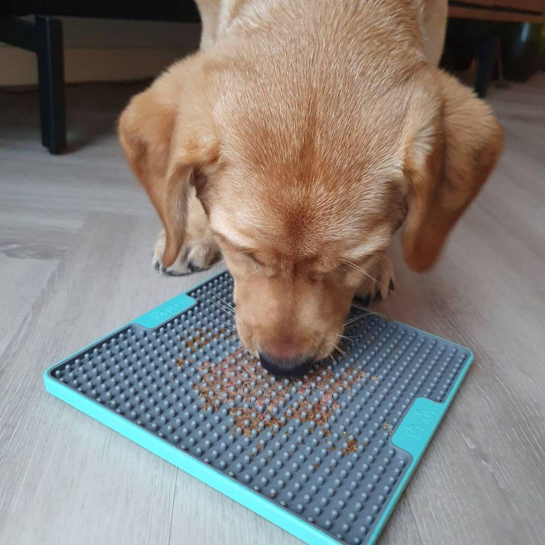 What LickiMat for a Puppy?