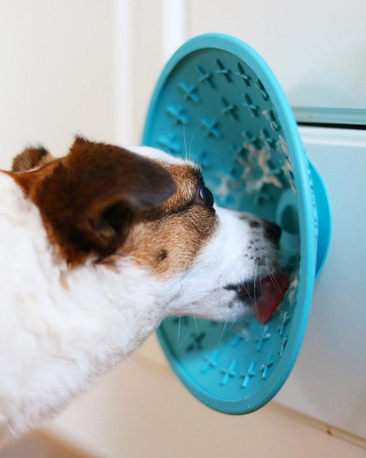 Where to use a LickiMat Splash?