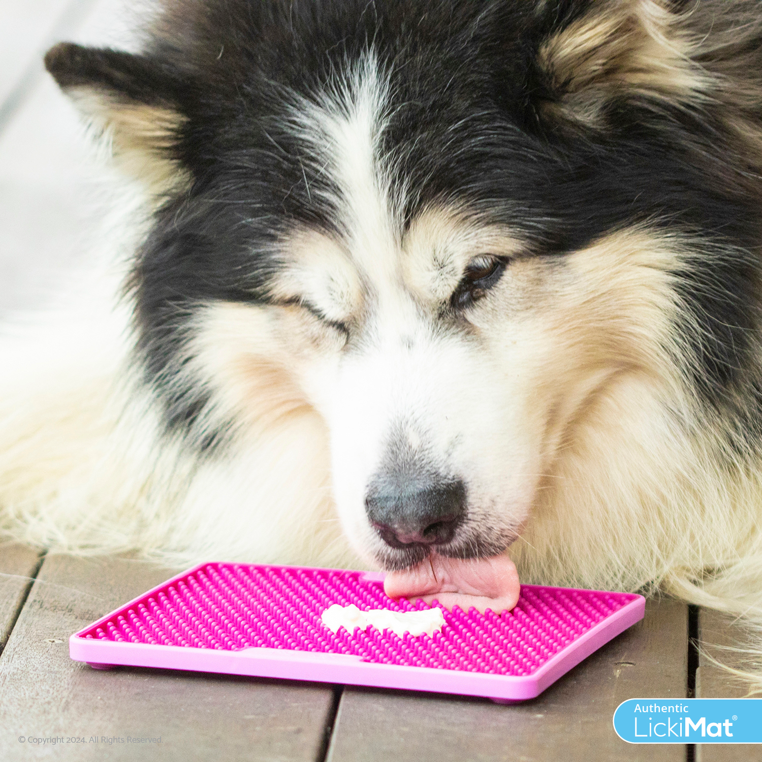 Anxiety & Calming for Dogs