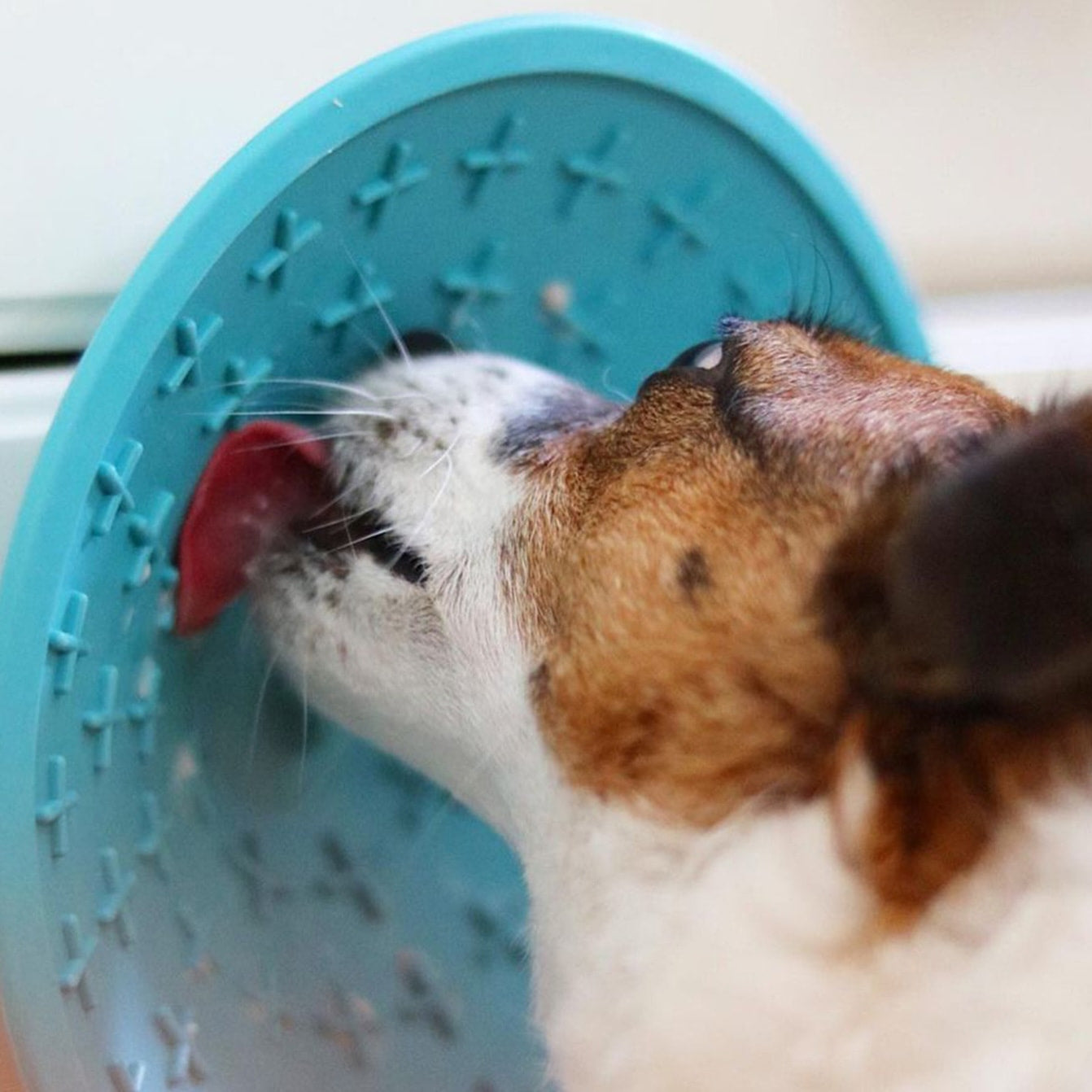 Black Friday Deals for Dogs