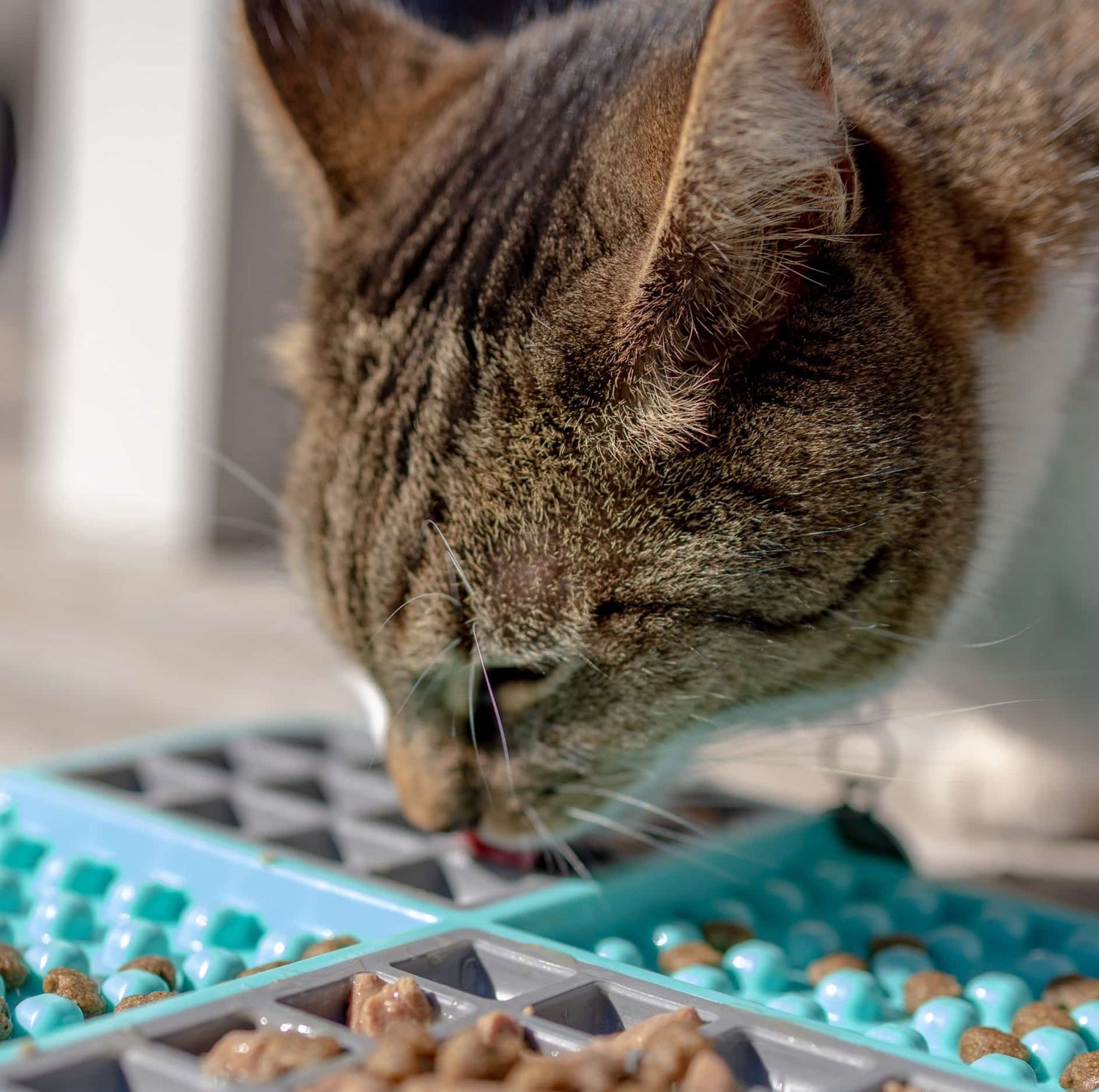 Black Friday Deals for Cats