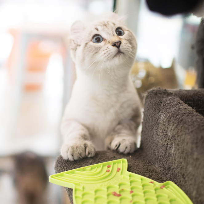 Kittens