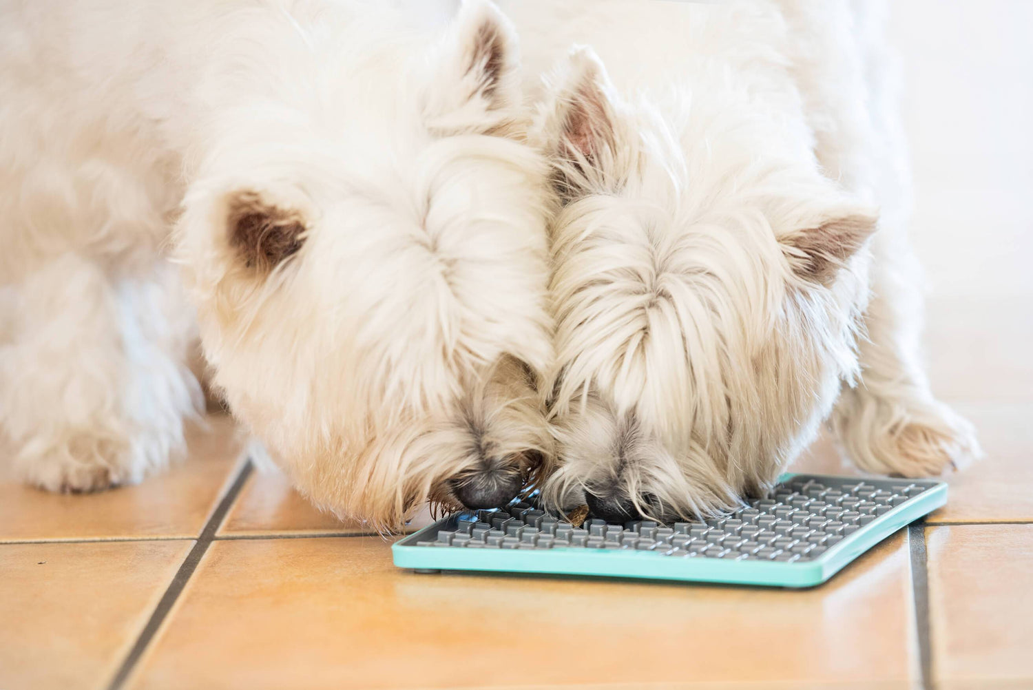 Dogs