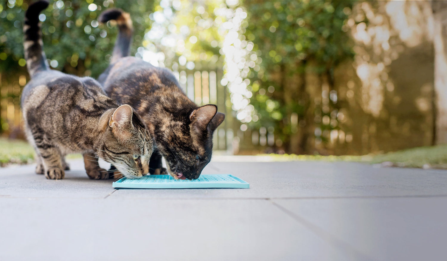All Products for Cats