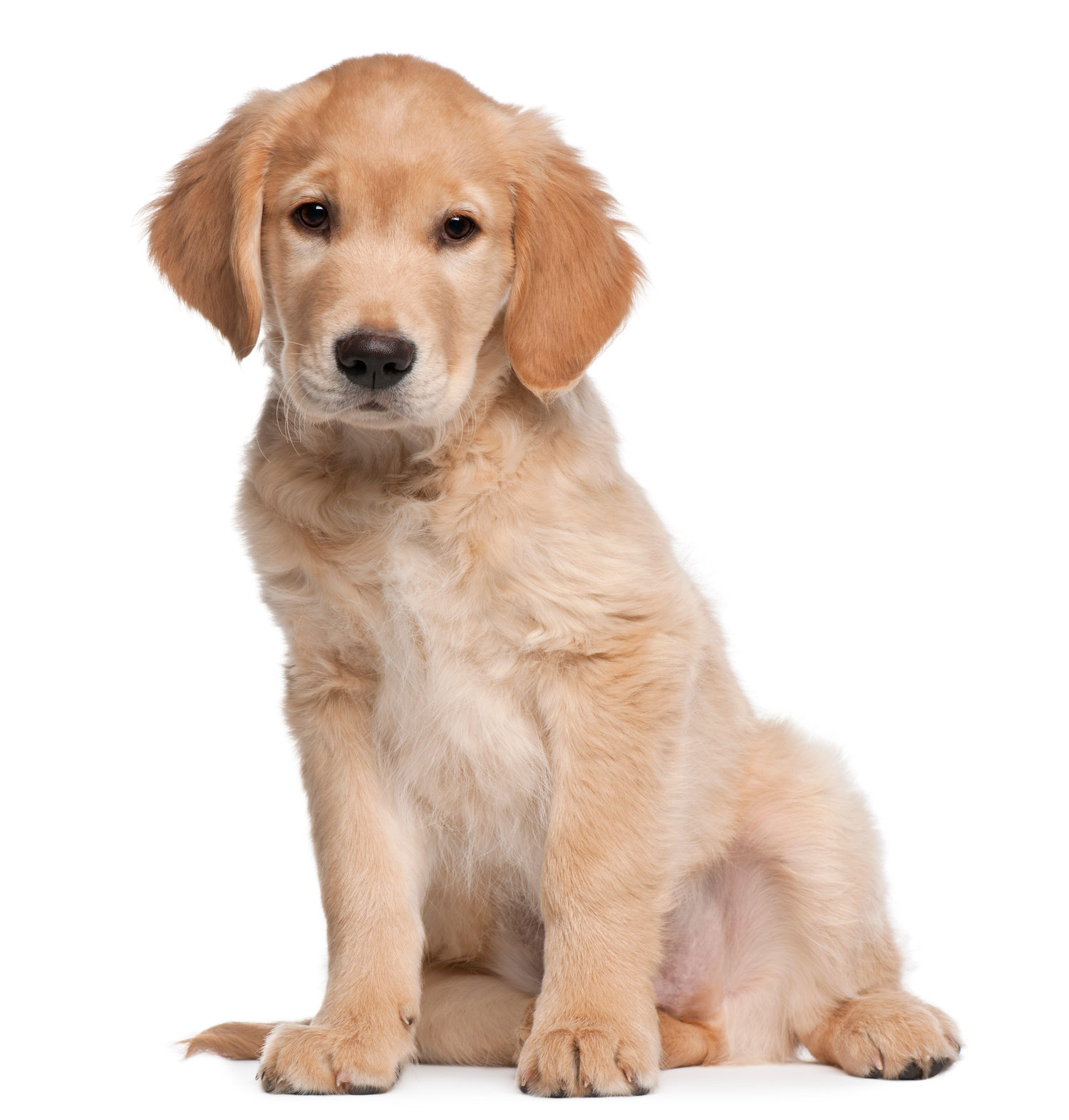 Puppies