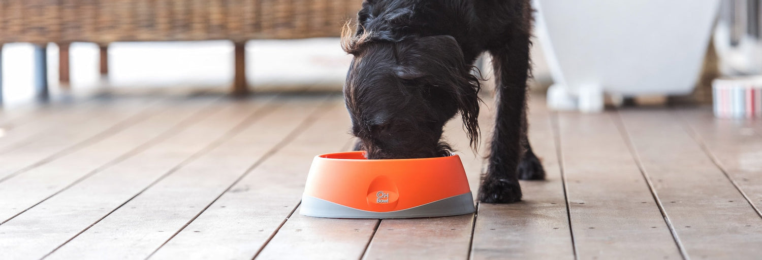 Slow Feeding Dog Bundles