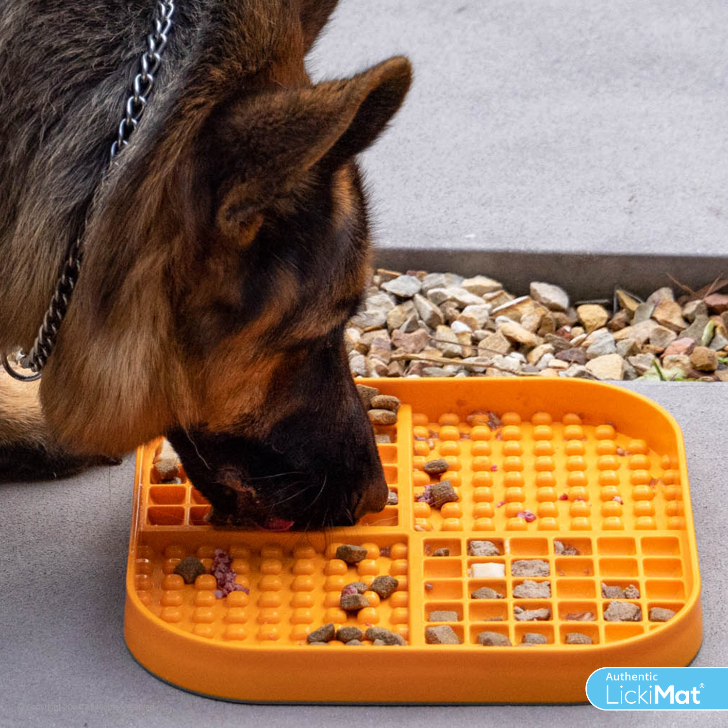Slow Feeding for Dogs