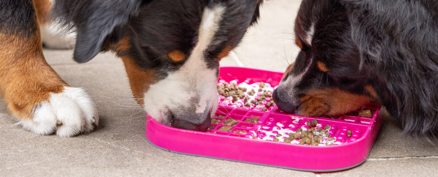 Starter Dog Bundles