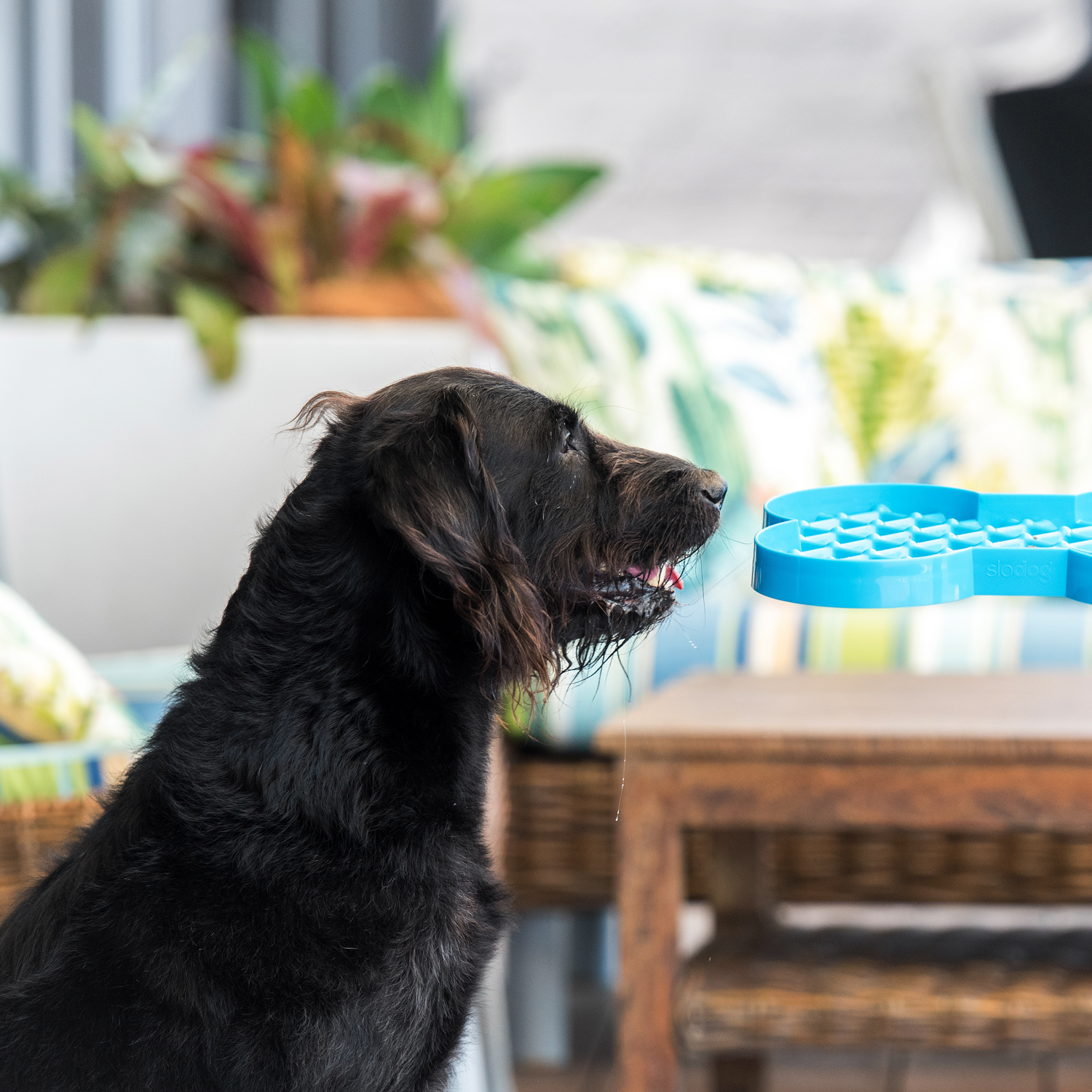 Training for Dogs