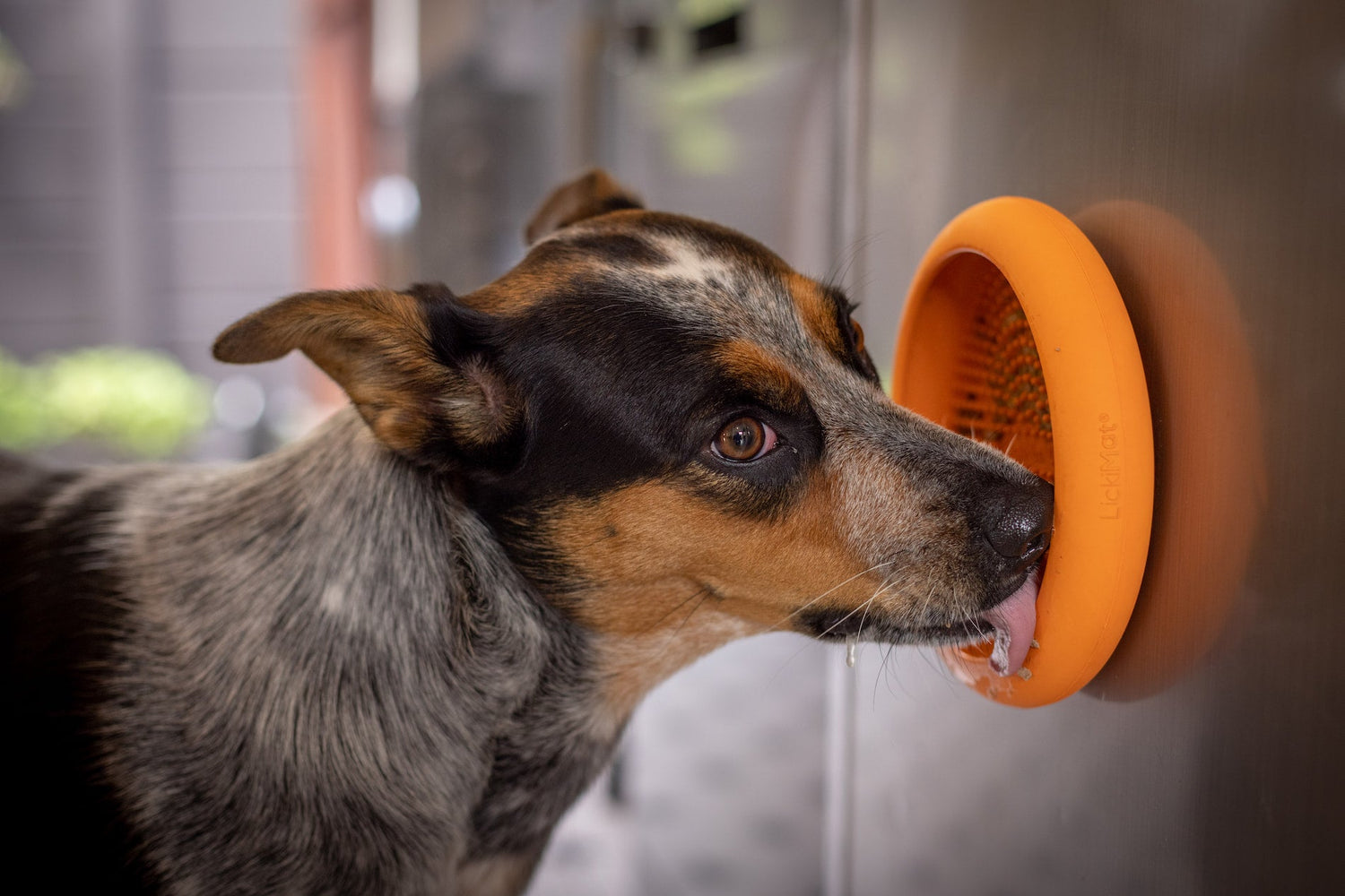 Anxious Dog Bundles